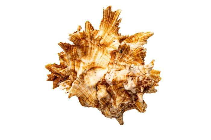 Kortstekelige murex geen veiling Taxidermie wandmontage -, Verzamelen, Dierenverzamelingen