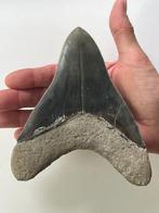 Enorme Megalodon tand van 15 cm - Fossiele tand -, Verzamelen, Mineralen en Fossielen