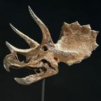 Replica van dinosaurusschedel - Museumkwaliteit - Bruine