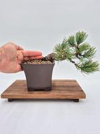 White Pine Bonsai - Verzamelstuk - Hoogte (boom): 27 cm -