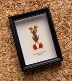 Kikker Taxidermie volledige montage - Rhacophorus pardalis -, Verzamelen, Nieuw