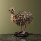 Struisvogel Kuiken Taxidermie Opgezette Dieren By Max, Ophalen of Verzenden, Opgezet dier