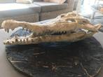 Krokodil - Fossiele schedel - 17 cm - 70 cm