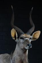 Nyala Taxidermie wandmontage - Tragelaphus angasii - 180 cm, Nieuw