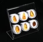 Amber dominicain - Exposition de 6 grandes pièces, toutes