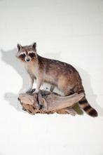 Raccoon - Taxidermie wandmontage - Procyon lotor - 60 cm -, Nieuw