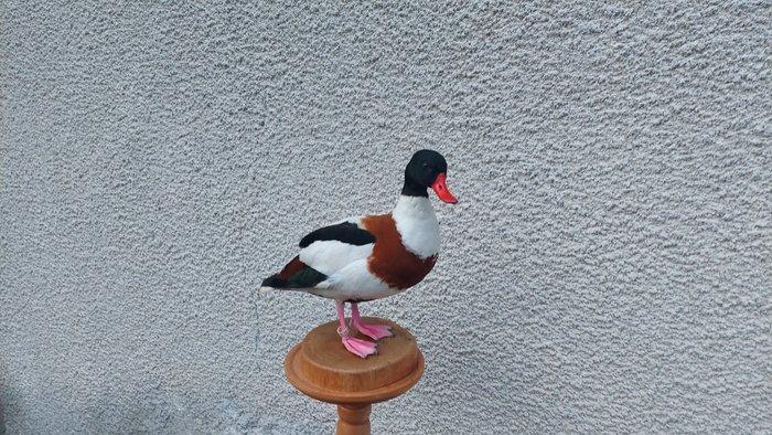 Eend Taxidermie volledige montage - Shelduck - 30 cm - 30 cm, Collections, Collections Animaux
