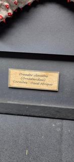 Fabulous real starfish recolored to match its natural, Collections, Collections Animaux