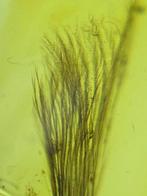 Barnsteen - feather in amber - 14 mm - 11 mm