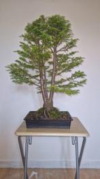 Westelijke Hemlock - Hoogte (boom): 70 cm - Diepte (boom):, Antiquités & Art