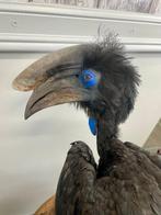 blauwkeelneushoornvogel Taxidermie volledige montage -, Verzamelen, Dierenverzamelingen, Nieuw