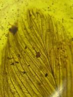 Amber - Barnsteen - feather in amber - 14 mm - 7 mm