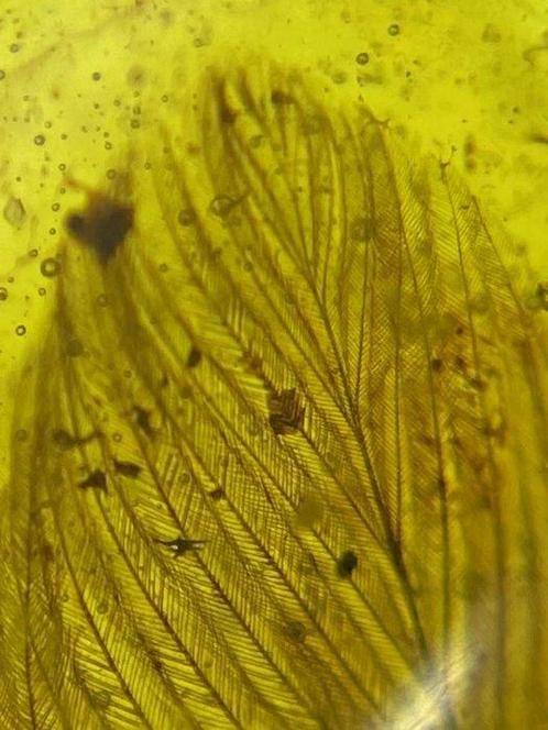 Amber - Barnsteen - feather in amber - 14 mm - 7 mm, Collections, Minéraux & Fossiles