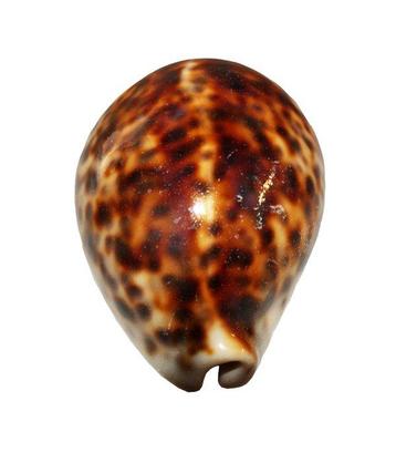 Mammoet formaat!!!  COLLECTORS ITEM  Tijger Kauri Cypraea, Nieuw
