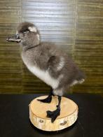 Eend Taxidermie Opgezette Dieren By Max, Verzamelen, Ophalen of Verzenden, Nieuw, Vogel, Opgezet dier