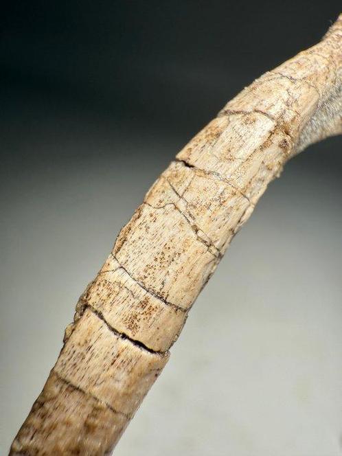 Authentiek Jong Protoceratops Rib Fossiel - Fossiel skelet -, Verzamelen, Mineralen en Fossielen