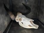 Gnoe Schedel - Connochaetes gnou - 46 cm - 44 cm - 1 cm-, Nieuw