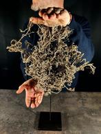 Enorme Stella Gorgone Taxidermie volledige montage -, Verzamelen, Nieuw