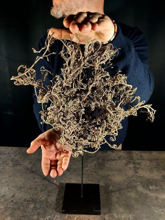 Enorme Stella Gorgone Taxidermie volledige montage -, Verzamelen, Dierenverzamelingen