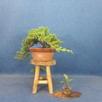 Jeneverbes bonsai (Juniperus) - Hoogte (boom): 12 cm -