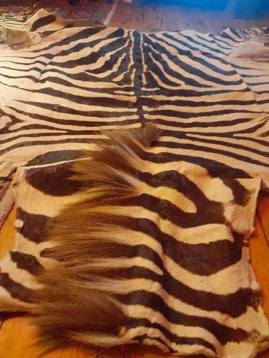 Zebra Balg - Zebre - 1.8 m - 1.8 m - 0.7 cm -, Verzamelen, Dierenverzamelingen