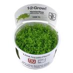 Tropica Hemianthus callitrichoides Cuba 1-2-grow, Dieren en Toebehoren, Vissen | Aquaria en Toebehoren, Verzenden, Nieuw