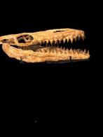 Mosasaurus - Fossiele schedel - Reptil marino - 58.5 cm - 24