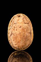 Égypte ancienne Scarabée en stéatite dans un cadre en or