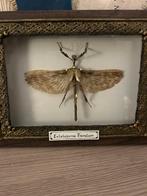 Insekt Taxidermie volledige montage - Extatosoma tiaratum -