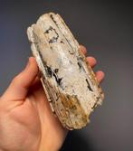 Wolharige mammoet Tand - Mammuthus primigenius - 15 cm - 6, Verzamelen, Mineralen en Fossielen