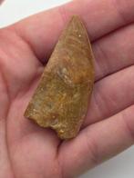 Carcharodontosaurus - Gefossiliseerd dier -