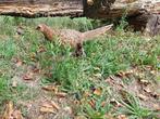 Beeld, Pheasant hen - 25 cm - polyresin