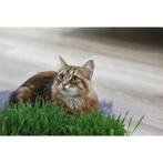 Kattengras - kerbl, Dieren en Toebehoren, Katten-accessoires, Nieuw