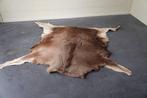 Large Northern Elk/Moose skin Schedel - Alces alces - 180 cm, Verzamelen, Dierenverzamelingen, Nieuw