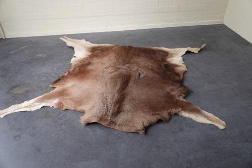 Large Northern Elk/Moose skin Schedel - Alces alces - 180 cm, Verzamelen, Dierenverzamelingen
