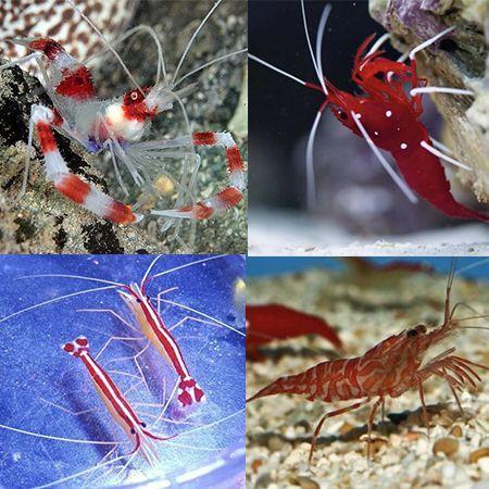 Garnalen pack (4 garnalen), Dieren en Toebehoren, Vissen | Aquariumvissen