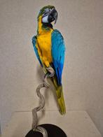 Ara Support de corps entier pour taxidermie - Ara ararauna -, Nieuw