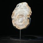 C-Stunning grote plak versteend hout op een aangepaste