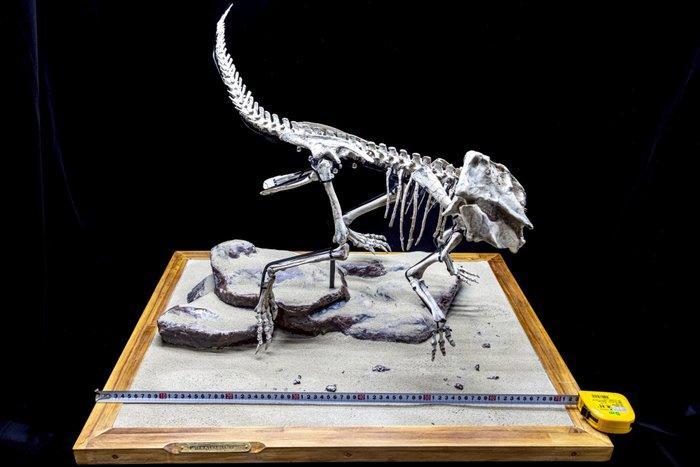 Fossiele matrix - Psittacosaurus - 75 cm - 60 cm, Collections, Minéraux & Fossiles