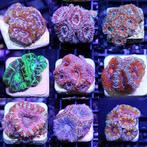 Acanthastrea lordhowensis Pack (3 kleuren), Animaux & Accessoires, Oiseaux | Oiseaux Autre