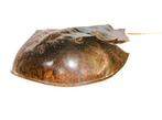 Degenkrab Skelet - extra großer Limulidae sp.  Sammlerstück, Verzamelen, Dierenverzamelingen, Nieuw