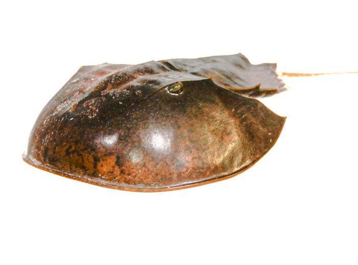 Degenkrab Skelet - extra großer Limulidae sp.  Sammlerstück, Verzamelen, Dierenverzamelingen
