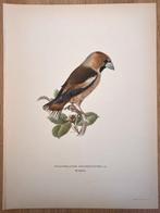 Von Wright brothers & Bror Halberg - Hawfinch lithographic, Nieuw