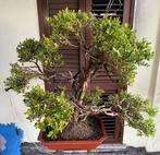 Palmboompje bonsai (Buxus sempervirens) - Hoogte (boom): 93