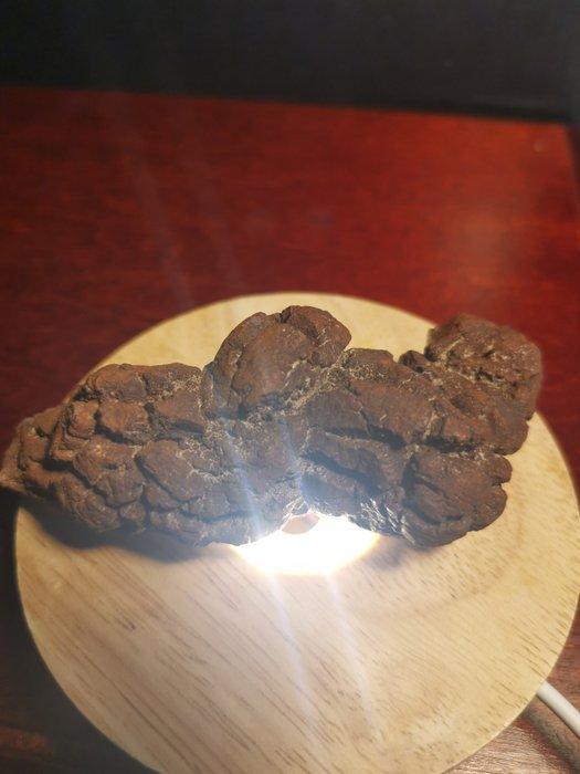 149 g XL 9,90 x 3,6 x 3,00 cm Fossiele uitwerpselen, Verzamelen, Mineralen en Fossielen