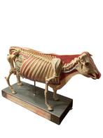 Medimec - sculptuur, Modello didattico anatomico di mucca