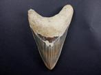 Mégalodon - Dent fossile - 12.5 cm