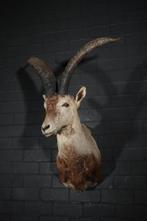 Spanish Ibex Balg - Capra ibex - 65 cm - 55 cm - 100 cm -, Nieuw