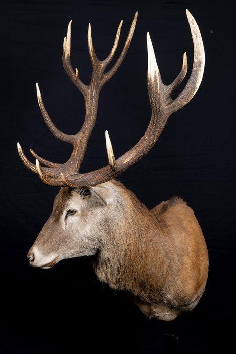 Hert Taxidermie volledige montage - Cervus elaphus - 2 m - 2, Verzamelen, Dierenverzamelingen