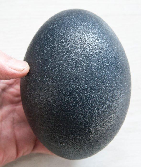 Emoe Ei - Dromaius novaehollandiae - 15 cm - 0 cm - 0 cm-, Verzamelen, Dierenverzamelingen